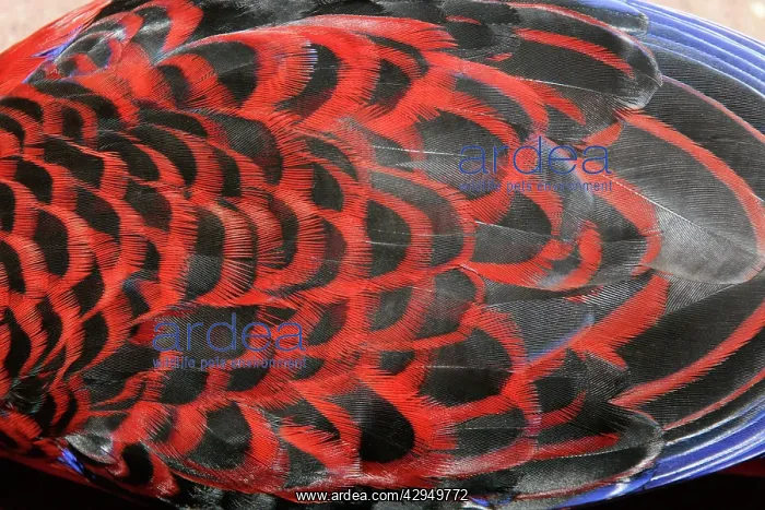: Crimson Rosella - back plumage : Crimson Rosella - back plumage