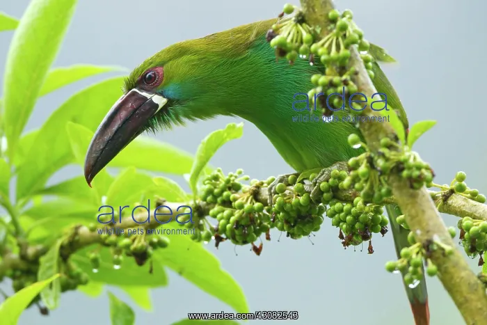 : Crimson-rumped Toucanet : Crimson-rumped Toucanet
