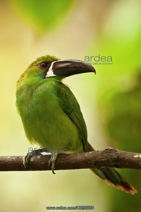 : Crimson-rumped Toucanet (Aulacorhynchus : Crimson-rumped Toucanet (Aulacorhynchus