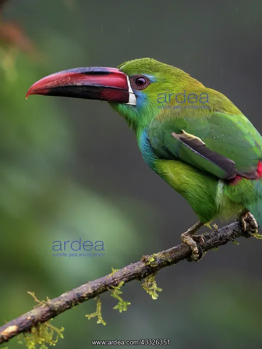 : Crimson-rumped Toucanet (Aulacorhynchus haematop : Crimson-rumped Toucanet (Aulacorhynchus haematop