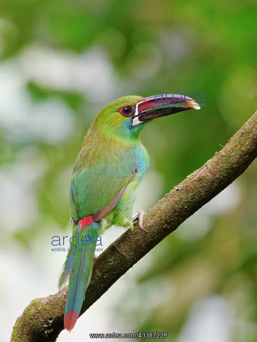 : Crimson Rumped Toucanet Aulacorhynchus haematopy : Crimson Rumped Toucanet Aulacorhynchus haematopy