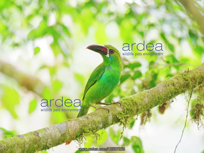 : Crimson Rumped Toucanet Aulacorhynchus haematopy : Crimson Rumped Toucanet Aulacorhynchus haematopy