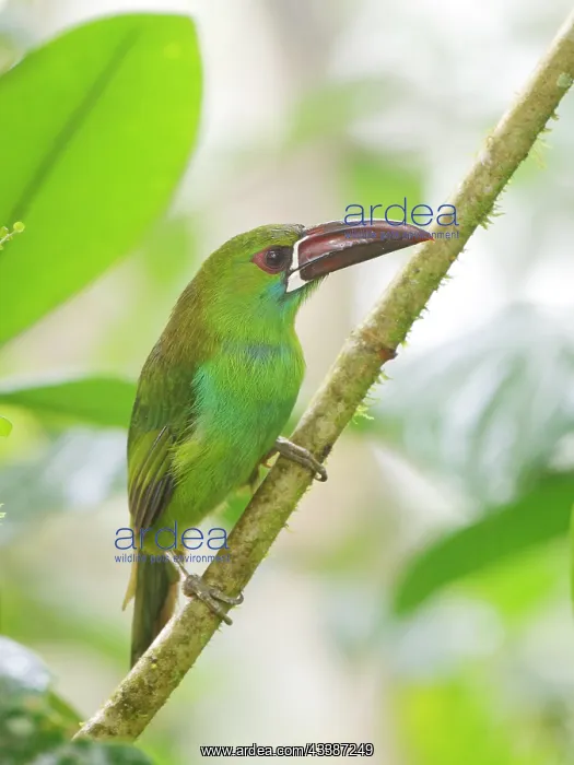 : Crimson Rumped Toucanet Aulacorhynchus haematopy : Crimson Rumped Toucanet Aulacorhynchus haematopy