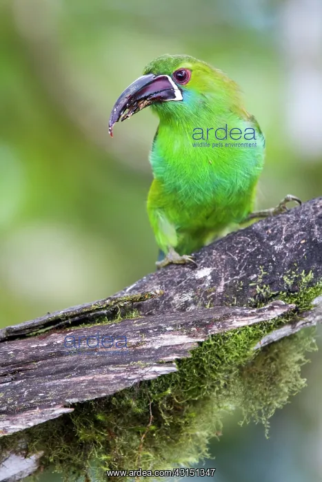 : Crimson-rumped toucanet (Aulacorhynchus haematopygus) : Crimson-rumped toucanet (Aulacorhynchus haematopygus)