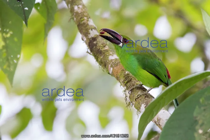 : Crimson-rumped toucanet (Aulacorhynchus haematopygus) : Crimson-rumped toucanet (Aulacorhynchus haematopygus)