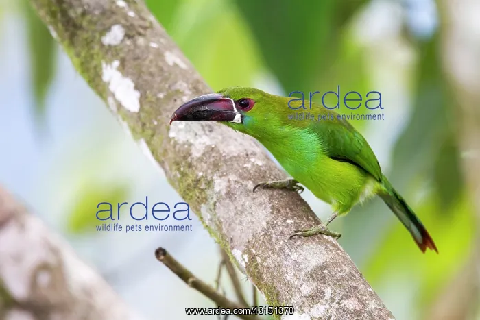 : Crimson-rumped toucanet (Aulacorhynchus haematopygus) : Crimson-rumped toucanet (Aulacorhynchus haematopygus)