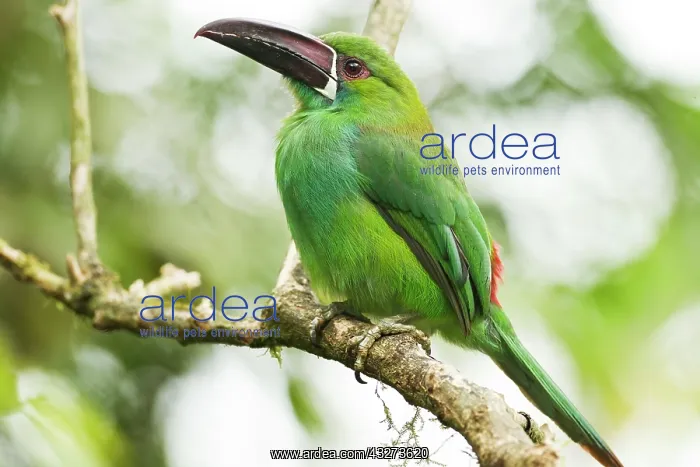 : Crimson-rumped Toucanet (Aulacorhynchus haematopygus) : Crimson-rumped Toucanet (Aulacorhynchus haematopygus)