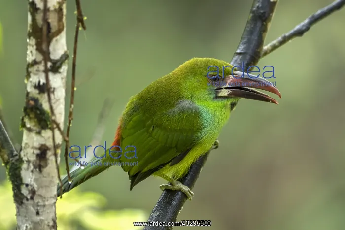 : Crimson-rumped Toucanet (Aulacorhynchus haematopygus) : Crimson-rumped Toucanet (Aulacorhynchus haematopygus)