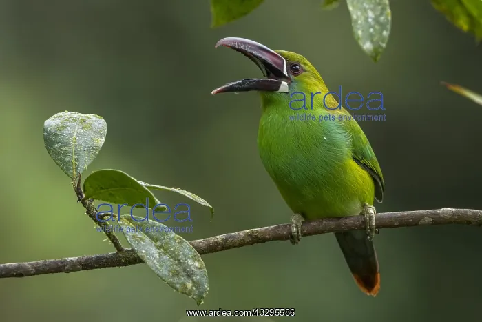  : Crimson-rumped Toucanet (Aulacorhynchus haematopygus)