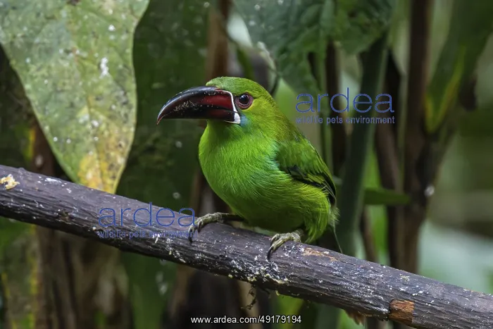: Crimson-rumped toucanet (Aulacorhynchus haematopygus) : Crimson-rumped toucanet (Aulacorhynchus haematopygus)
