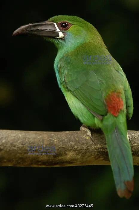 : Crimson-rumped Toucanet bird (Aulacorhynchus : Crimson-rumped Toucanet bird (Aulacorhynchus