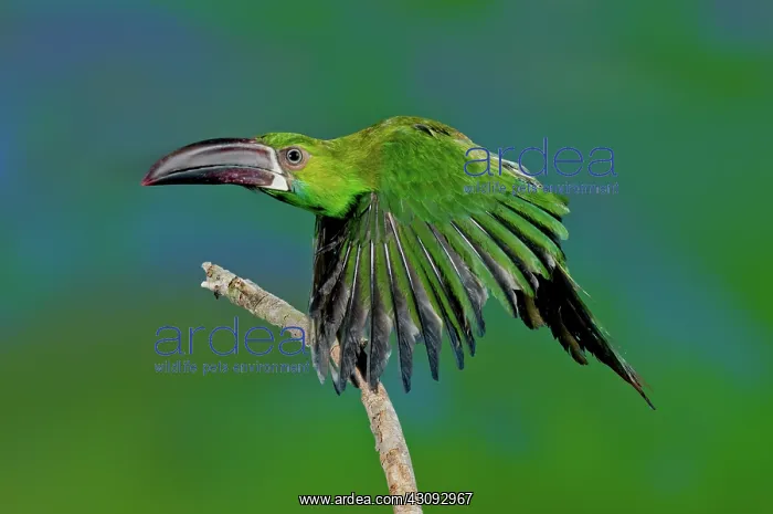 : Crimson Rumped Toucanet in flight : Crimson Rumped Toucanet in flight
