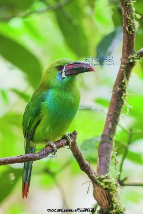 : Crimson-rumped toucanet portrait in cloud forest : Crimson-rumped toucanet portrait in cloud forest