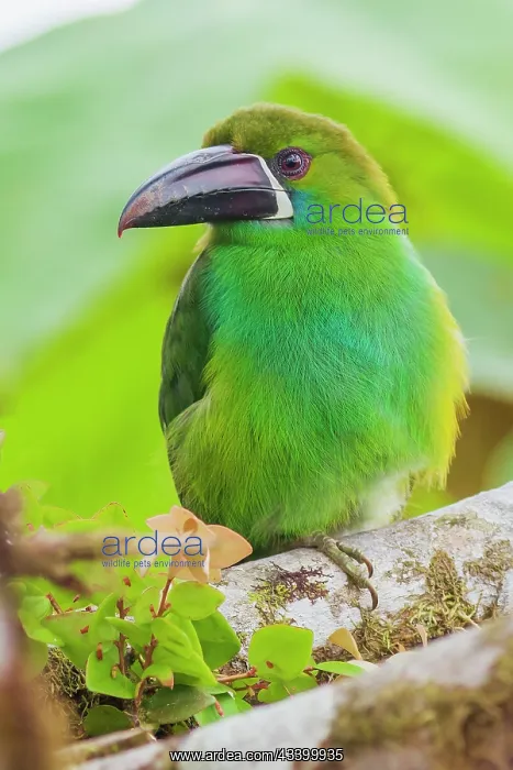 : Crimson-rumped toucanet portrait in cloud forest : Crimson-rumped toucanet portrait in cloud forest