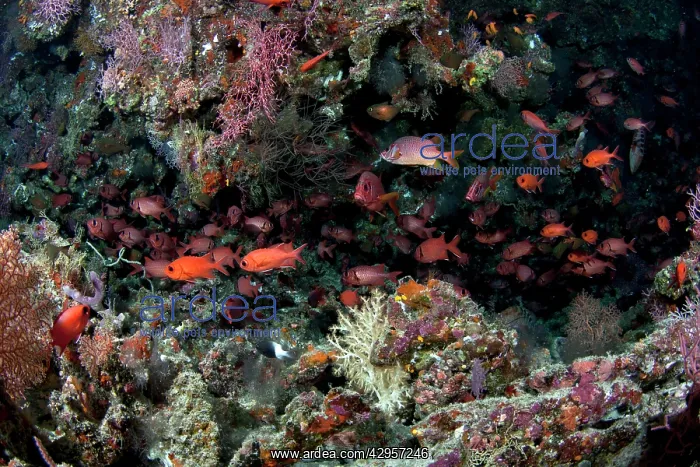 : Crimson Soldierfish - school : Crimson Soldierfish - school
