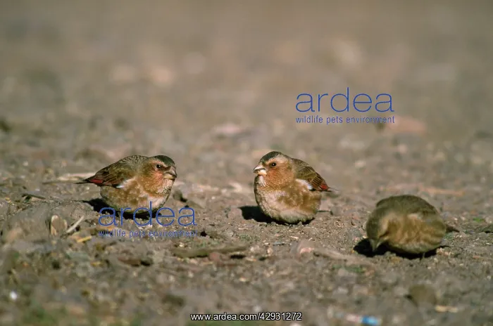 : Crimson-winged Finch : Crimson-winged Finch