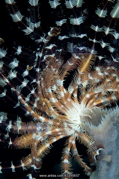 : Crinoid - on Sponge, Porifera Phylum - Kwatisore Point : Crinoid - on Sponge, Porifera Phylum - Kwatisore Point