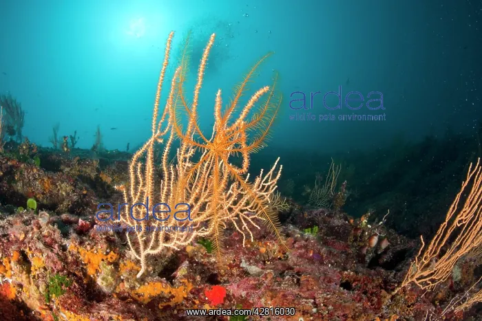 : Crinoid, Antedon Mediterranea on a yellow gorgonia, Eunicell : Crinoid, Antedon Mediterranea on a yellow gorgonia, Eunicell