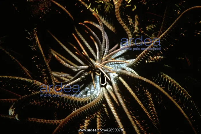 : Crinoid Clingfish - they have a symbiotic relationship : Crinoid Clingfish - they have a symbiotic relationship