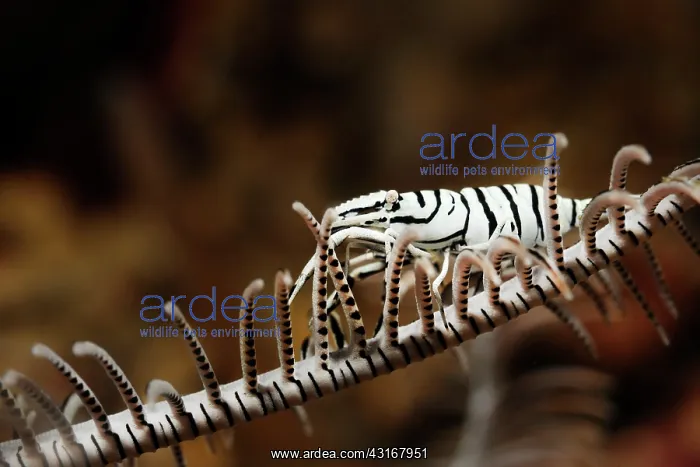 : Crinoid Commensal Shrimp : Crinoid Commensal Shrimp