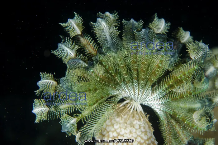 : Crinoid on coral - Tanjung Uli dive site, night : Crinoid on coral - Tanjung Uli dive site, night