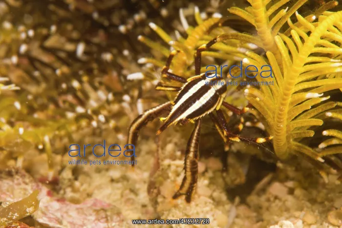  : Crinoid Crab (Harrovia albolineata), Puerto