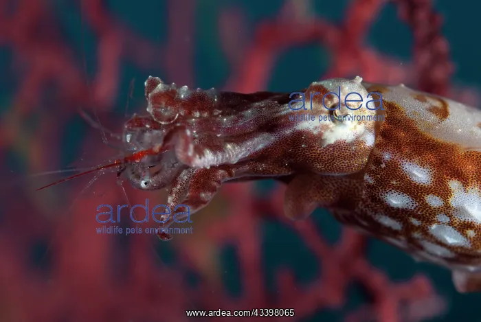: Crinoid Cuttlefish catching Shrimp : Crinoid Cuttlefish catching Shrimp