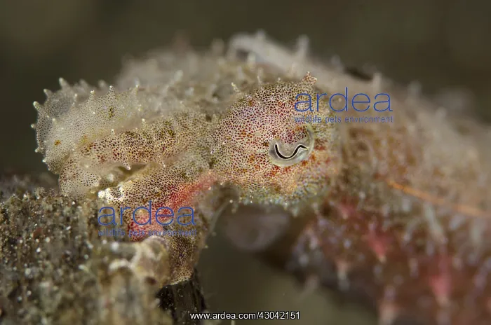 : Crinoid Cuttlefish - Hei Nus dive site, Lembeh Straits : Crinoid Cuttlefish - Hei Nus dive site, Lembeh Straits