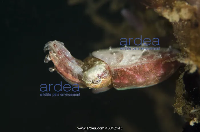 : Crinoid Cuttlefish - Serena Besar dive site, Lembeh : Crinoid Cuttlefish - Serena Besar dive site, Lembeh