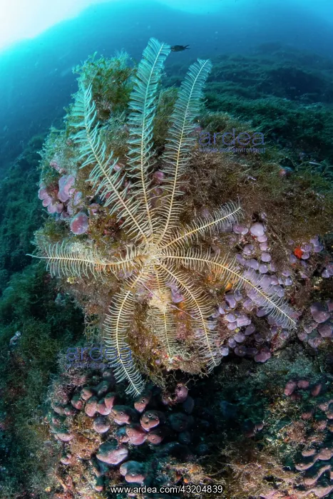 : Crinoid or feather star, (Antedon mediterranea) : Crinoid or feather star, (Antedon mediterranea)