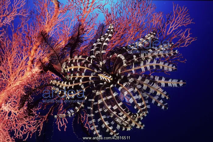 : Crinoid or feather star attached to a seafan, Walindi, West : Crinoid or feather star attached to a seafan, Walindi, West