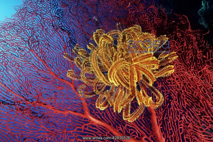 : Crinoid or feather star attached to a seafan, Subergorgia mo : Crinoid or feather star attached to a seafan, Subergorgia mo