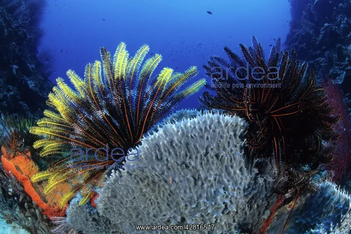 : Crinoid or feather star attached to a sponge, Walindi, West : Crinoid or feather star attached to a sponge, Walindi, West