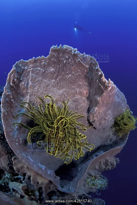 : Crinoid or feather star in a barrel sponge, Xestospongia tes : Crinoid or feather star in a barrel sponge, Xestospongia tes