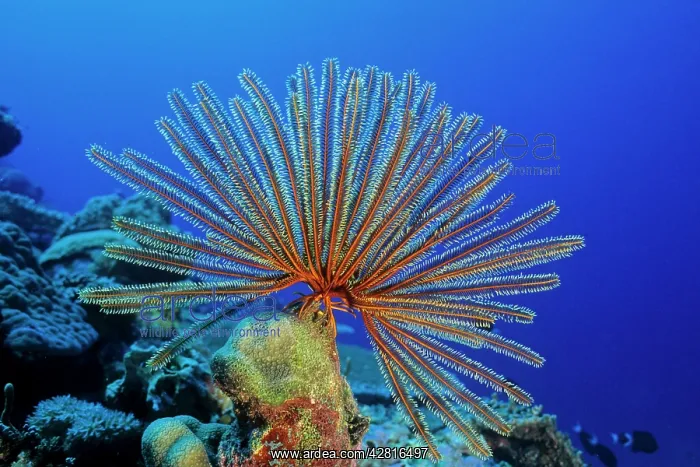 : Crinoid or feather star with opened arms to filter food, Wal : Crinoid or feather star with opened arms to filter food, Wal