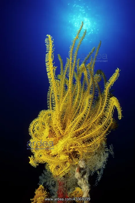 : Crinoid or feather star, Walindi, West New Britain, Papua Ne : Crinoid or feather star, Walindi, West New Britain, Papua Ne
