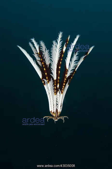 : Crinoid - floating in water - Segara dive site : Crinoid - floating in water - Segara dive site