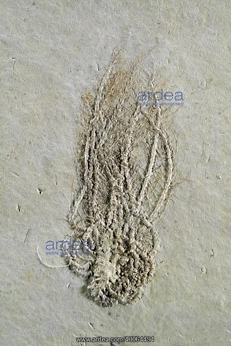 : Crinoid Fossil : Crinoid Fossil
