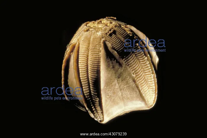 : Crinoid fossil : Crinoid fossil