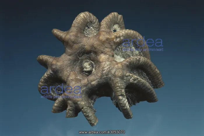 : Crinoid Fossil : Crinoid Fossil
