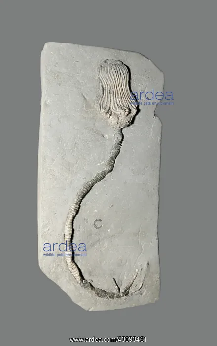: Crinoid fossil : Crinoid fossil