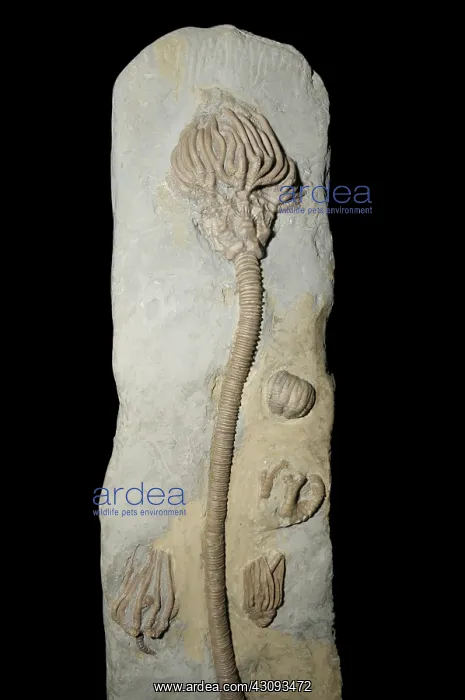 : Crinoid fossil : Crinoid fossil