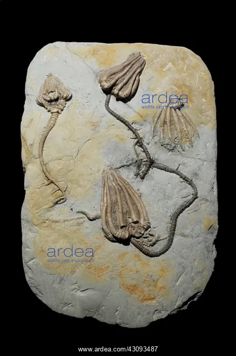 : Crinoid fossil : Crinoid fossil