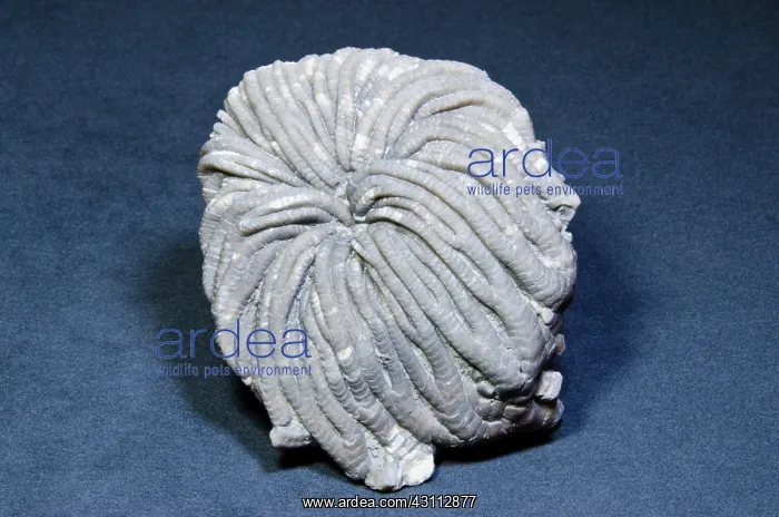 : Crinoid Fossil : Crinoid Fossil