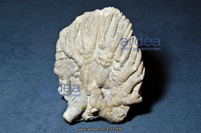 : Crinoid Fossil : Crinoid Fossil