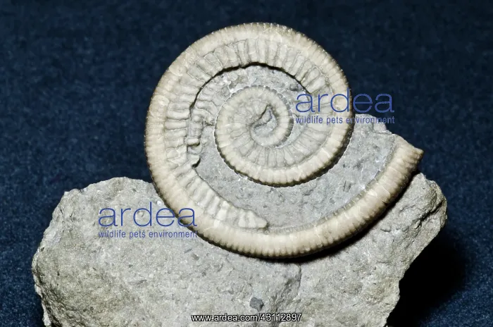 : Crinoid Fossil : Crinoid Fossil