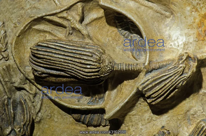 : Crinoid Fossil : Crinoid Fossil