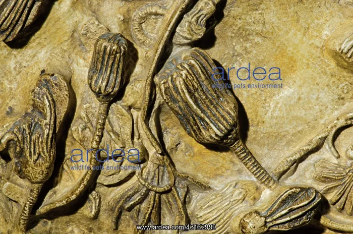: Crinoid Fossil : Crinoid Fossil