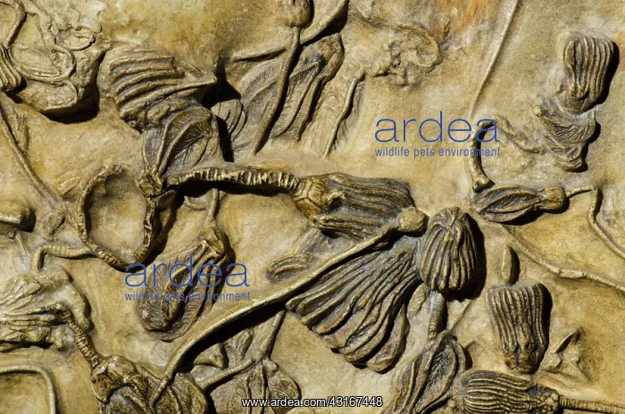 : Crinoid Fossil : Crinoid Fossil