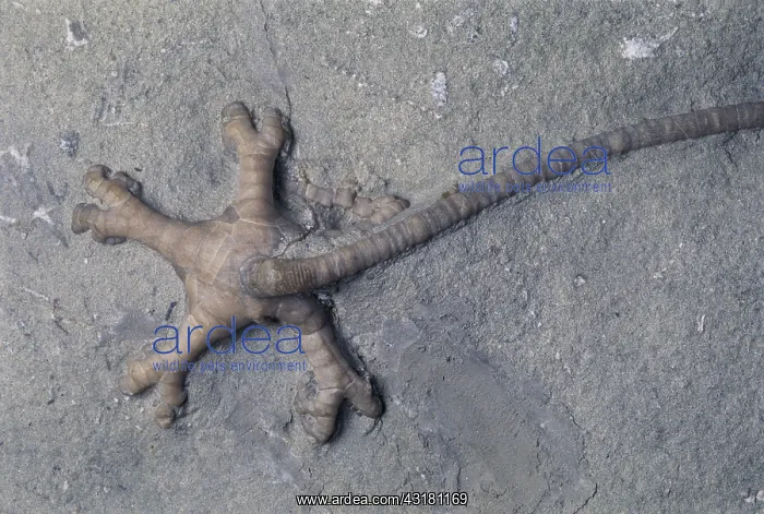 : Crinoid Fossil : Crinoid Fossil